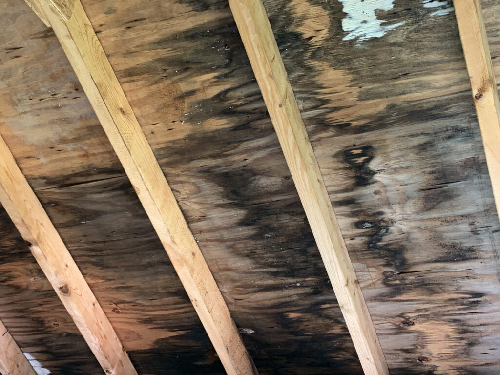 Décontamination moisissure Noire Apex désamiantage